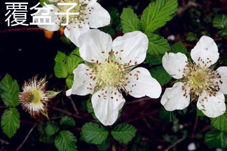 Raspberry Flower