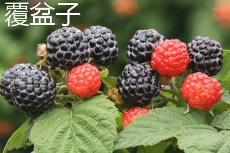 Raspberry Fruit