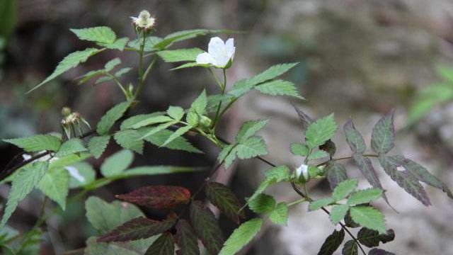 The difference between fenugreek and raspberry