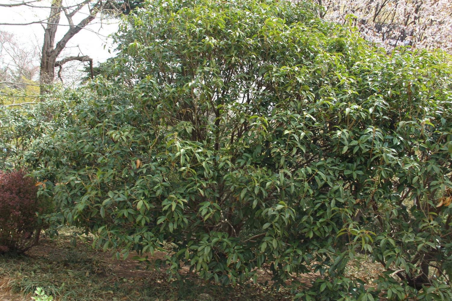 Osmanthus