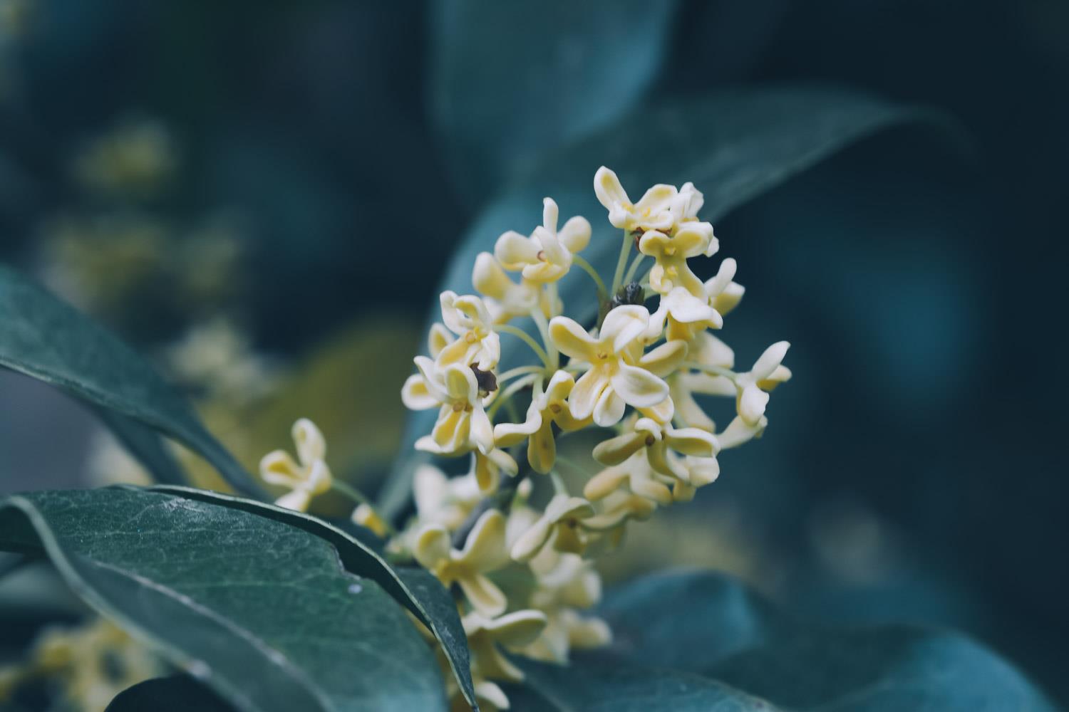 Osmanthus