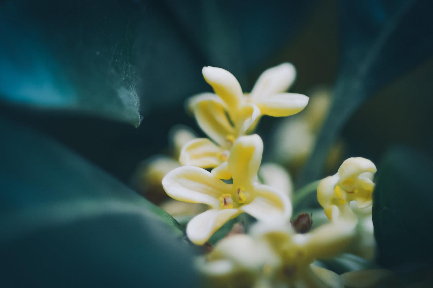 Osmanthus