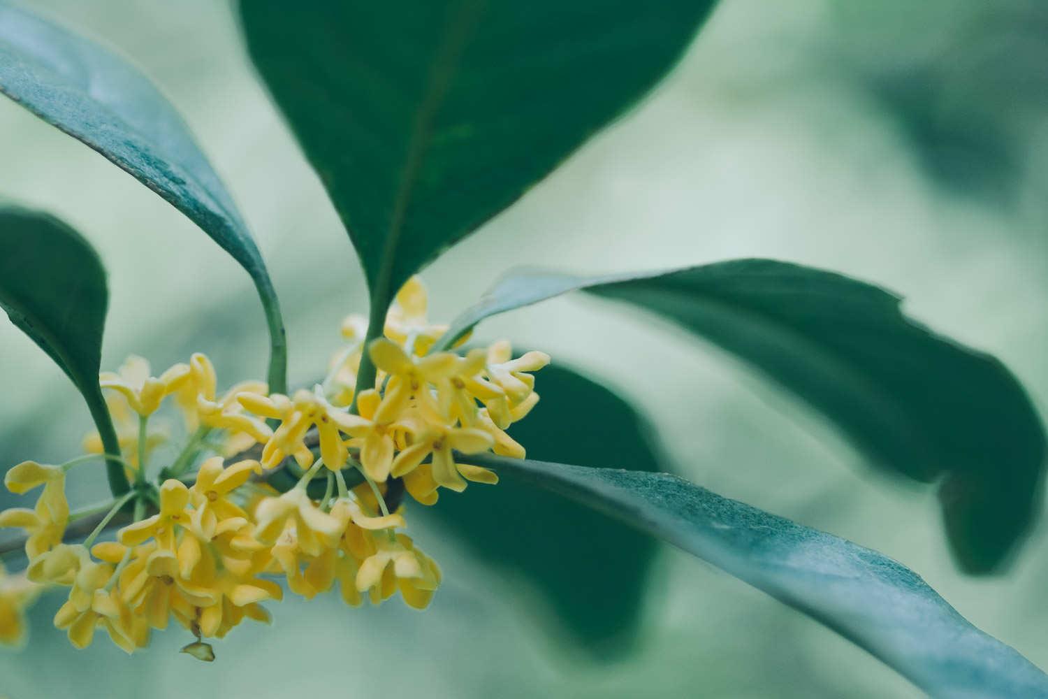 Osmanthus