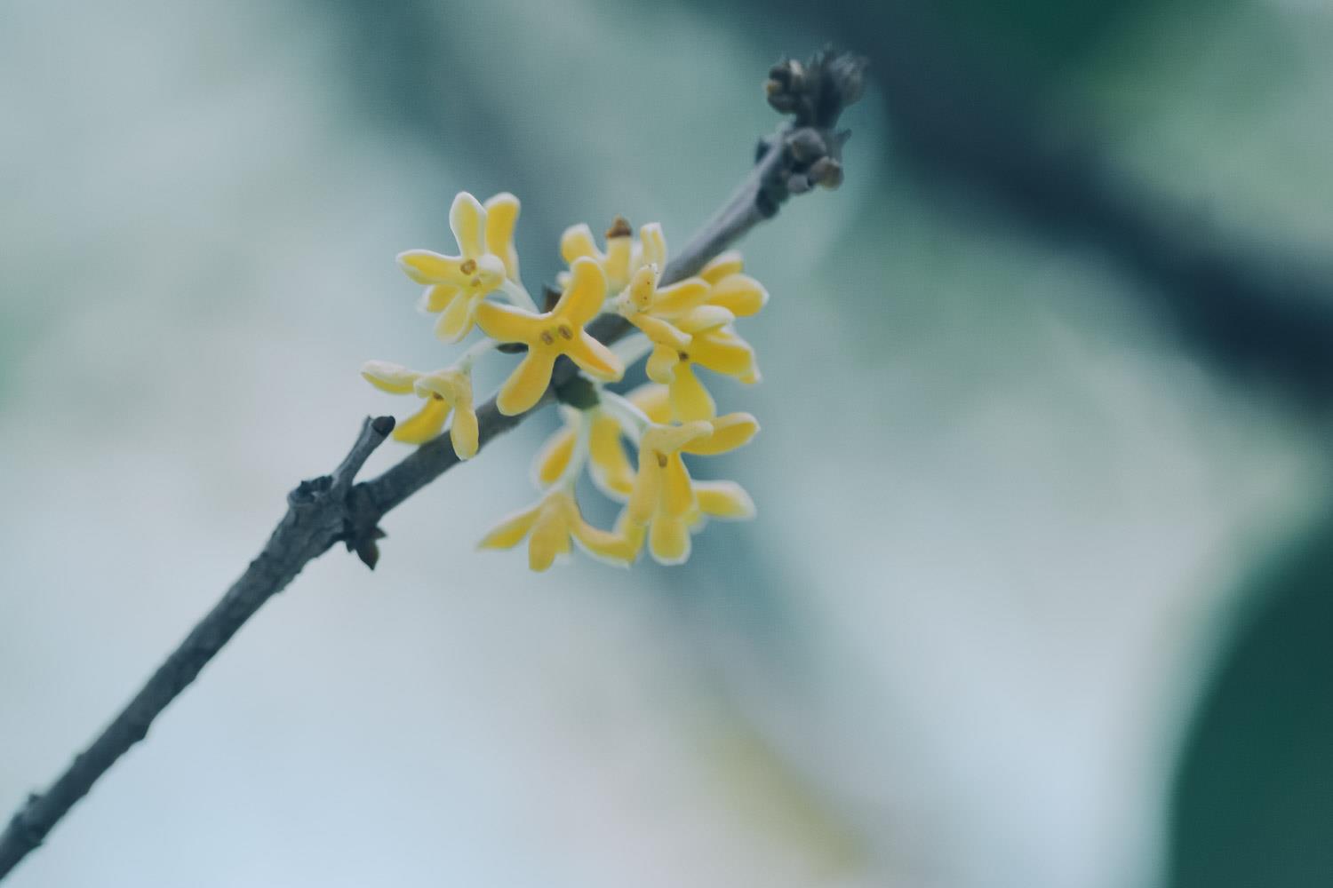 Osmanthus