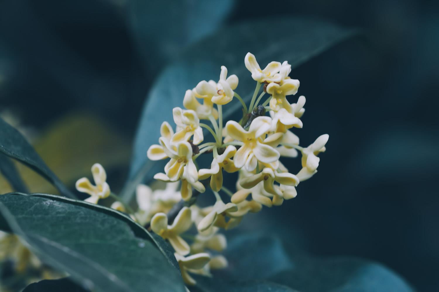 Osmanthus