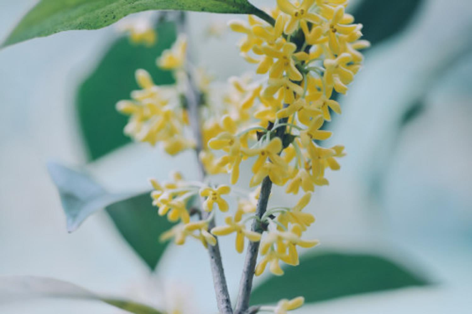 Osmanthus