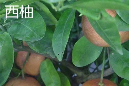 Grapefruit leaves.jpg