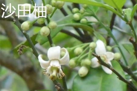 Shatian pomelo, flower.jpg