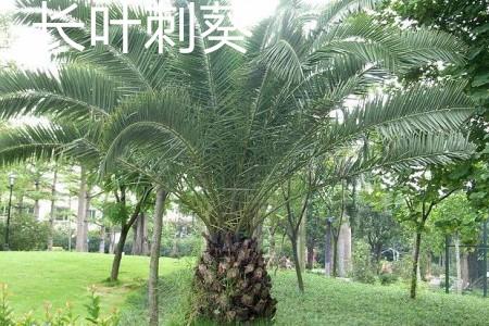 The tree shape of Echinacea longifolia.jpg