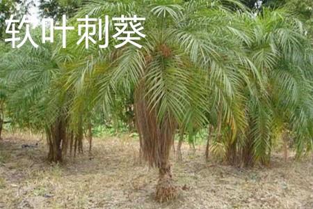 Soft-leaf thornberry tree shape.jpg