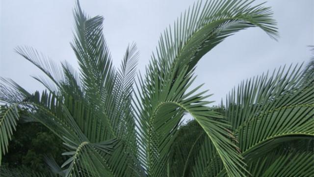 The difference between long-leaf thorn and soft-leaf thorn