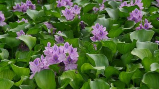 The difference between big wormwood and water hyacinth