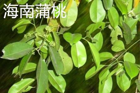 Hainan Syzygium leaves.jpg