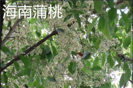 Hainan rose apple, flower.jpg