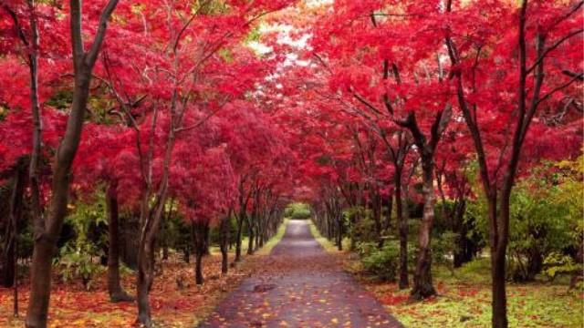 The Difference between Chicken Claw Maple and Red Maple