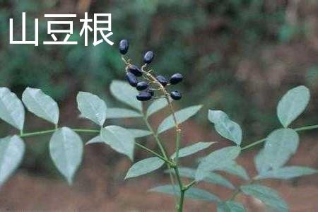 Shandou root leaves.jpg