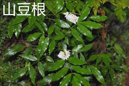 Mountain root flower.jpg