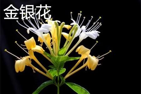 Honeysuckle flower.jpg