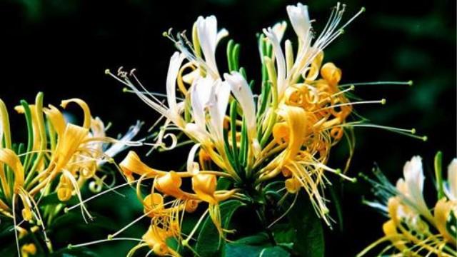 The Difference Between Shandugen and Honeysuckle