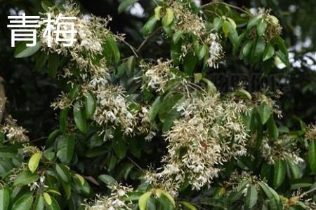 Green plum, flower.jpg