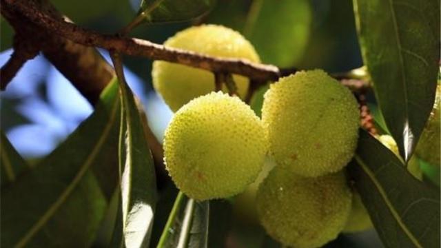 The difference between green bayberry and green plum