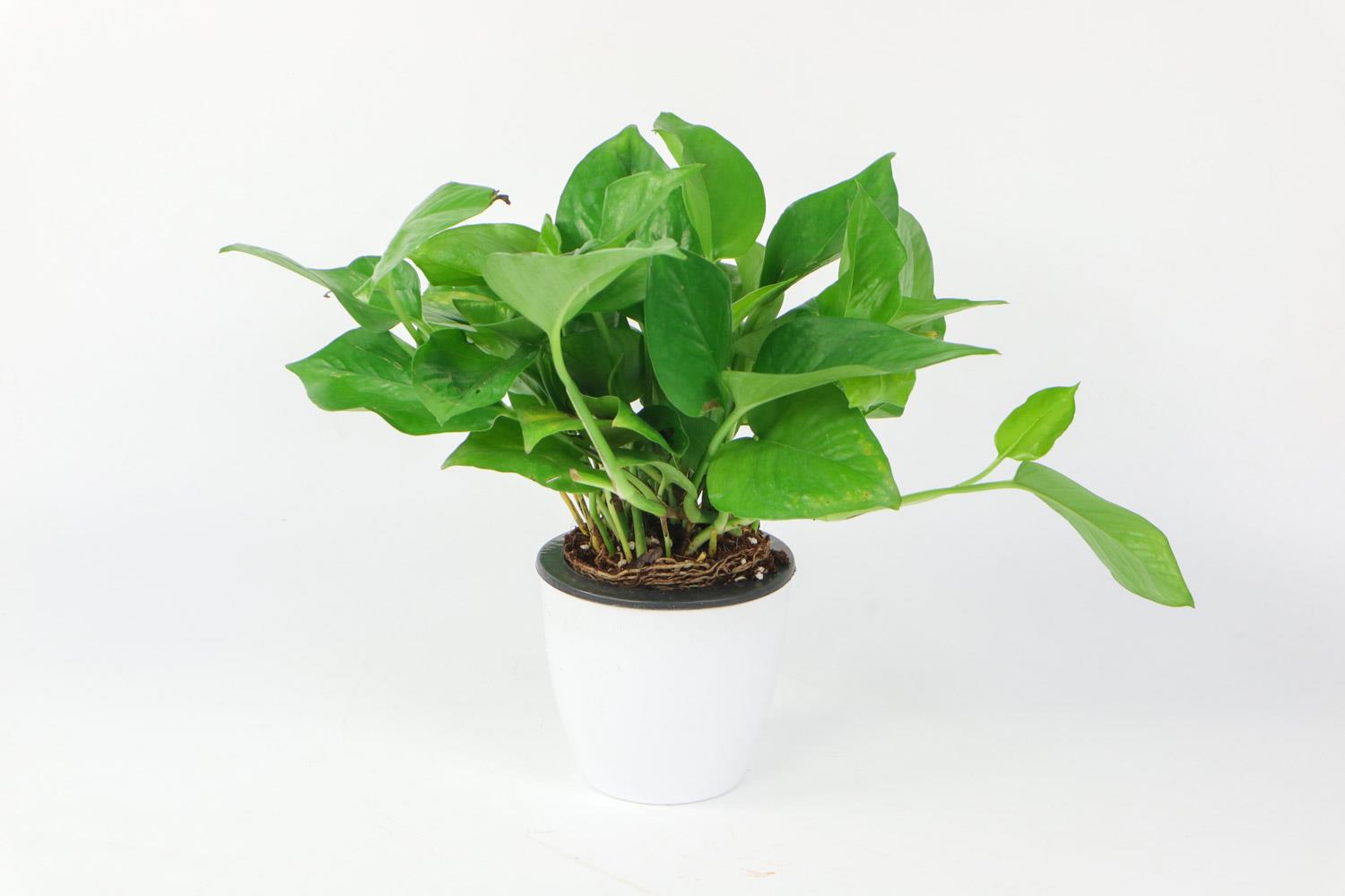 Pothos