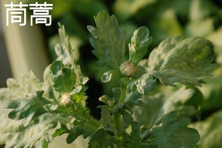 Chrysanthemum leaves.jpg