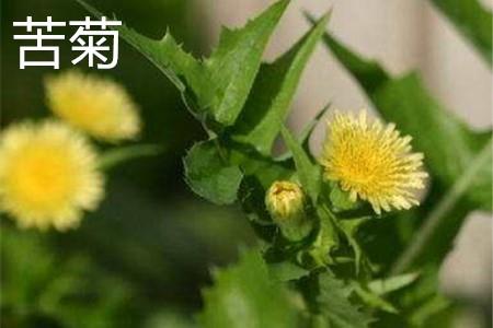 Bitter chrysanthemum flowers.jpg