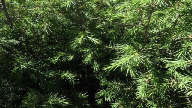 The difference between juniper and orientalis