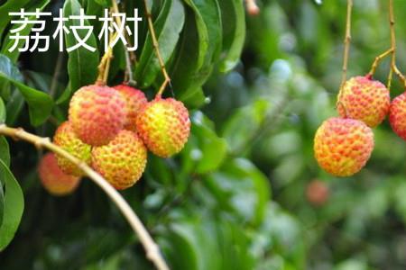 Lychee Tree