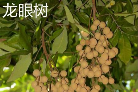 Longan Tree