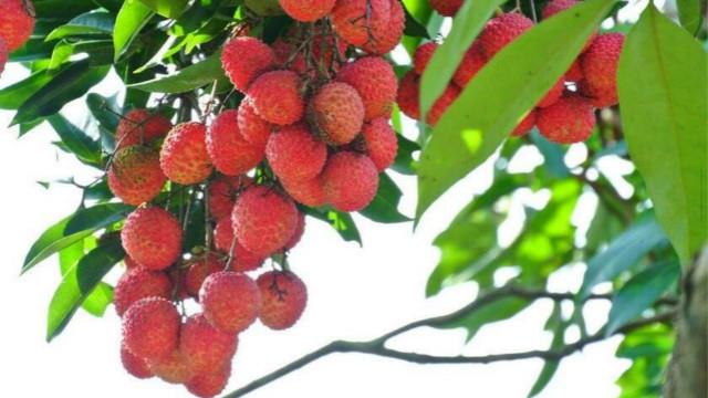 The difference between lychee trees and longan trees