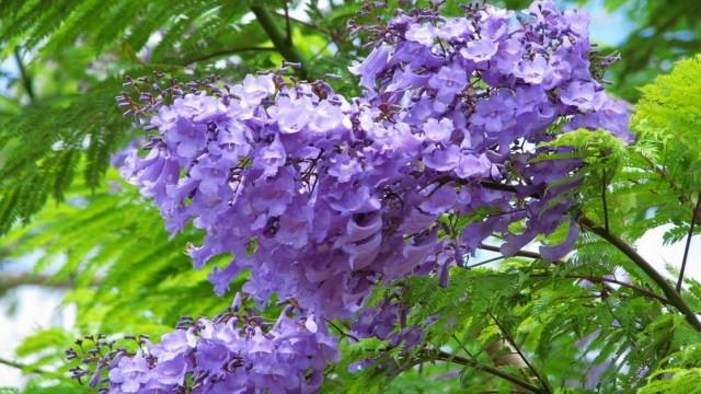 The difference between jacaranda and poinciana