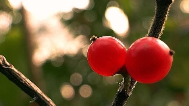 The difference between honeysuckle wood and honeysuckle