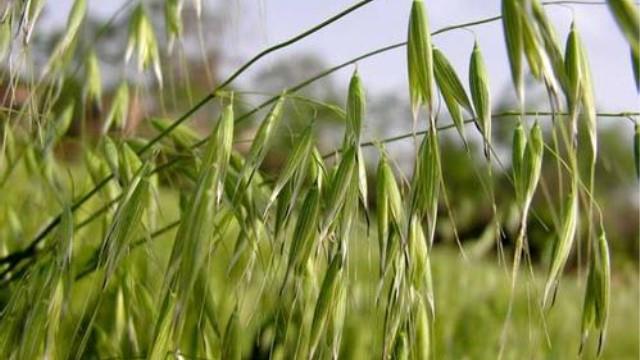 The difference between wheat and oats