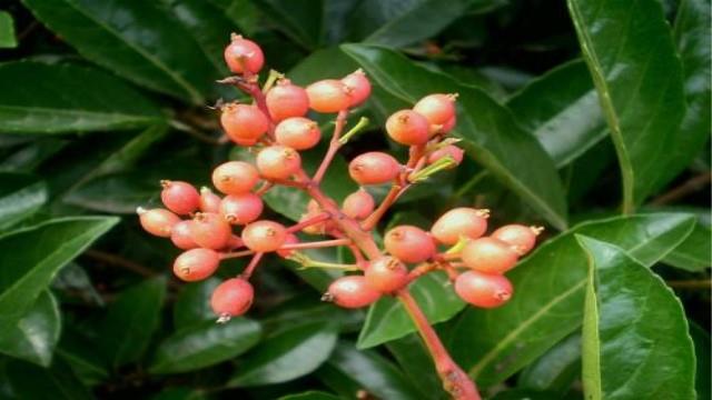 The difference between coral trees and bachelor trees