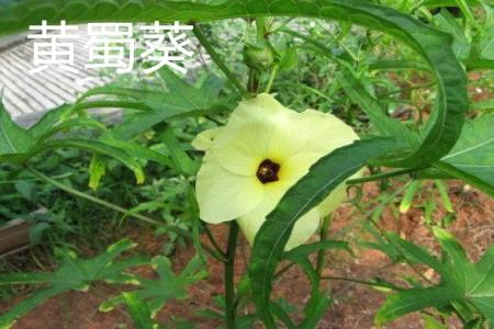 Yellow Hollyhock