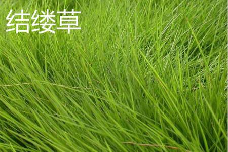 Zoysia grass