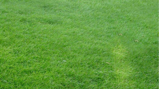 The difference between Zoysia grass and Manila grass