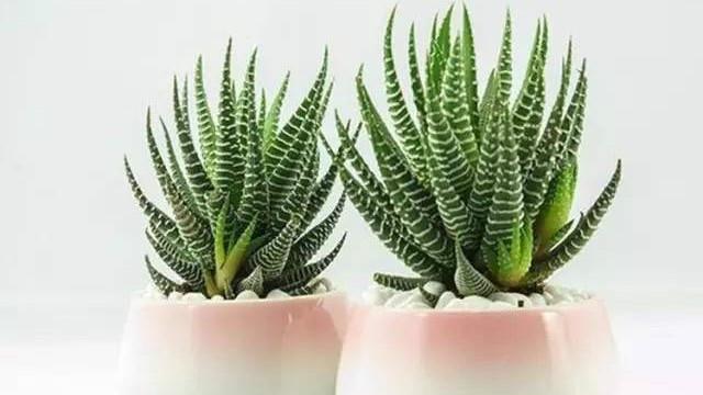 The difference between zebra aloe and striped snaketail orchid