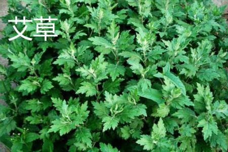 Mugwort