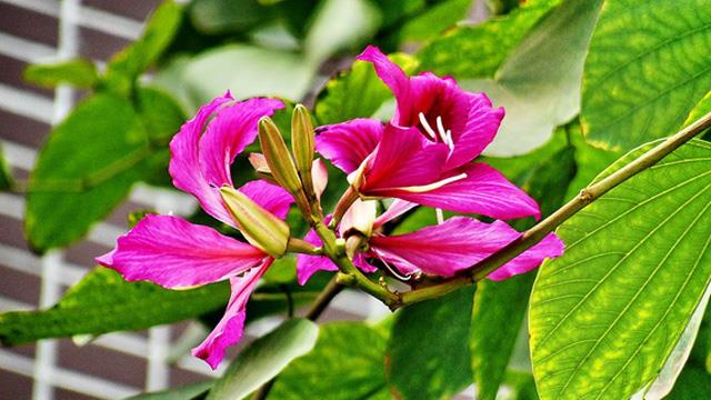 The Difference Between Bauhinia Flowers and Mutton's Hoof