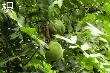 Citrus aurantium leaves.jpg