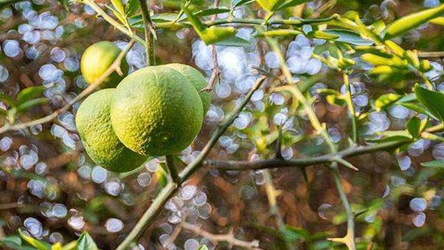 The difference between tangerine and tangerine