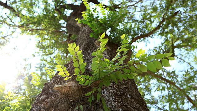 What are the differences between elm and sassafras