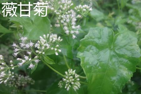 Mikania flower.jpg