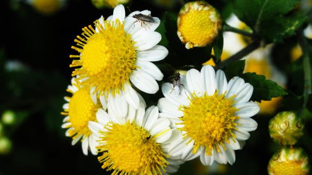 The difference between micrantha and chamomile