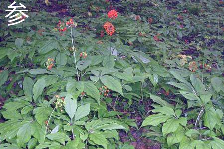 ginseng plant.jpg