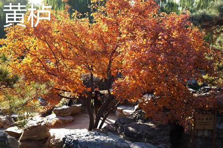 Cotinus tree.jpg