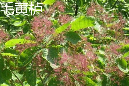 Cotinus cotinus flower.jpg